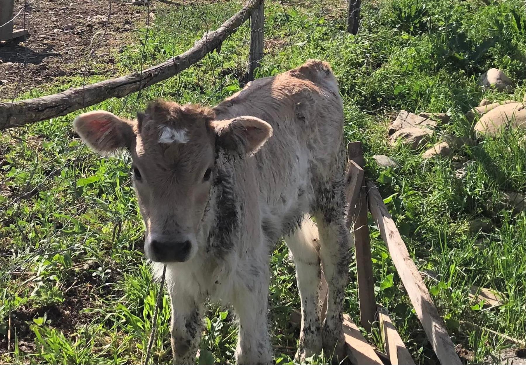 فيلا Elizbar Talakvadze Winery Kardanakhi المظهر الخارجي الصورة